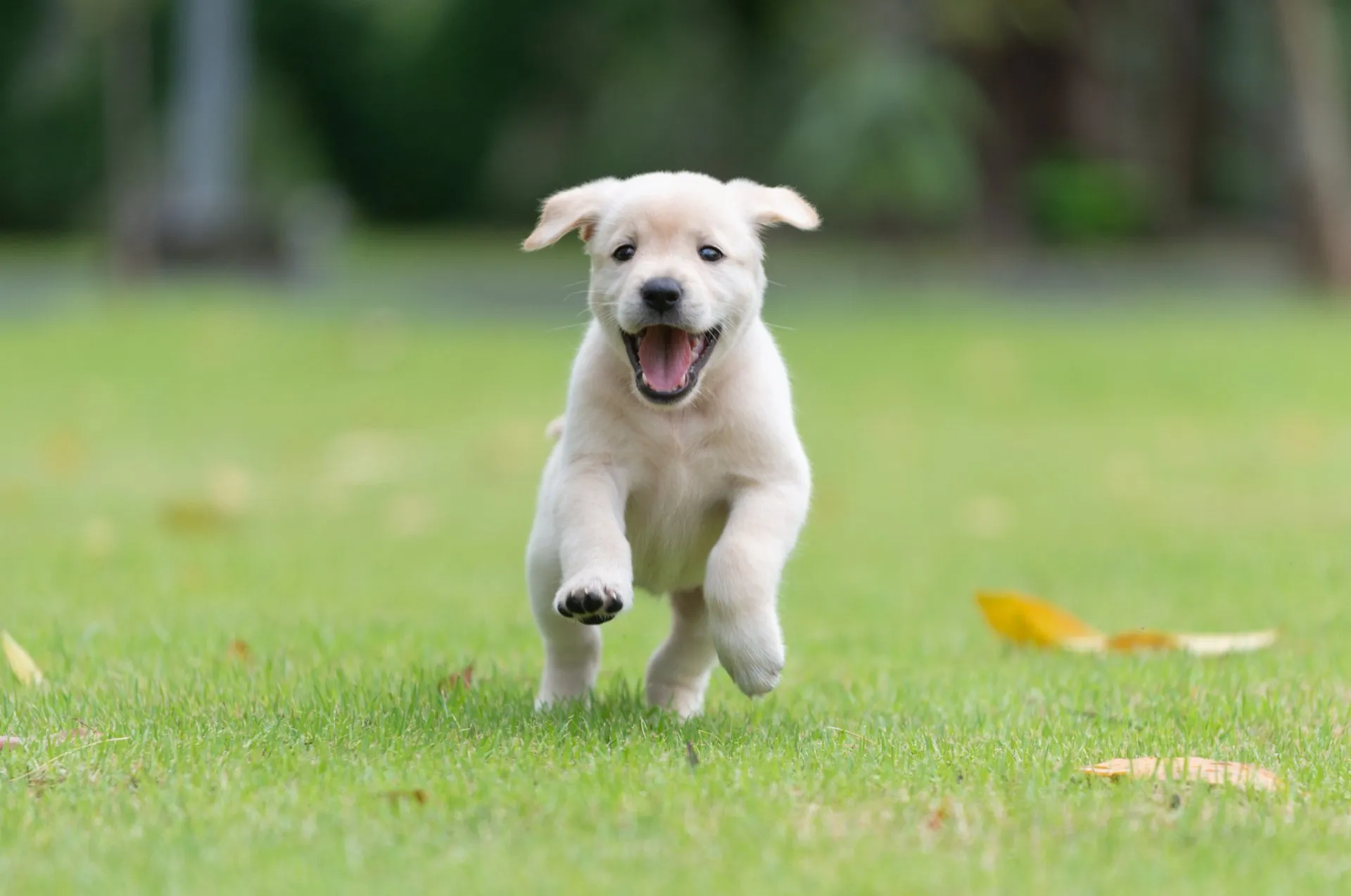 A puppy running in the grass with its mouth open.