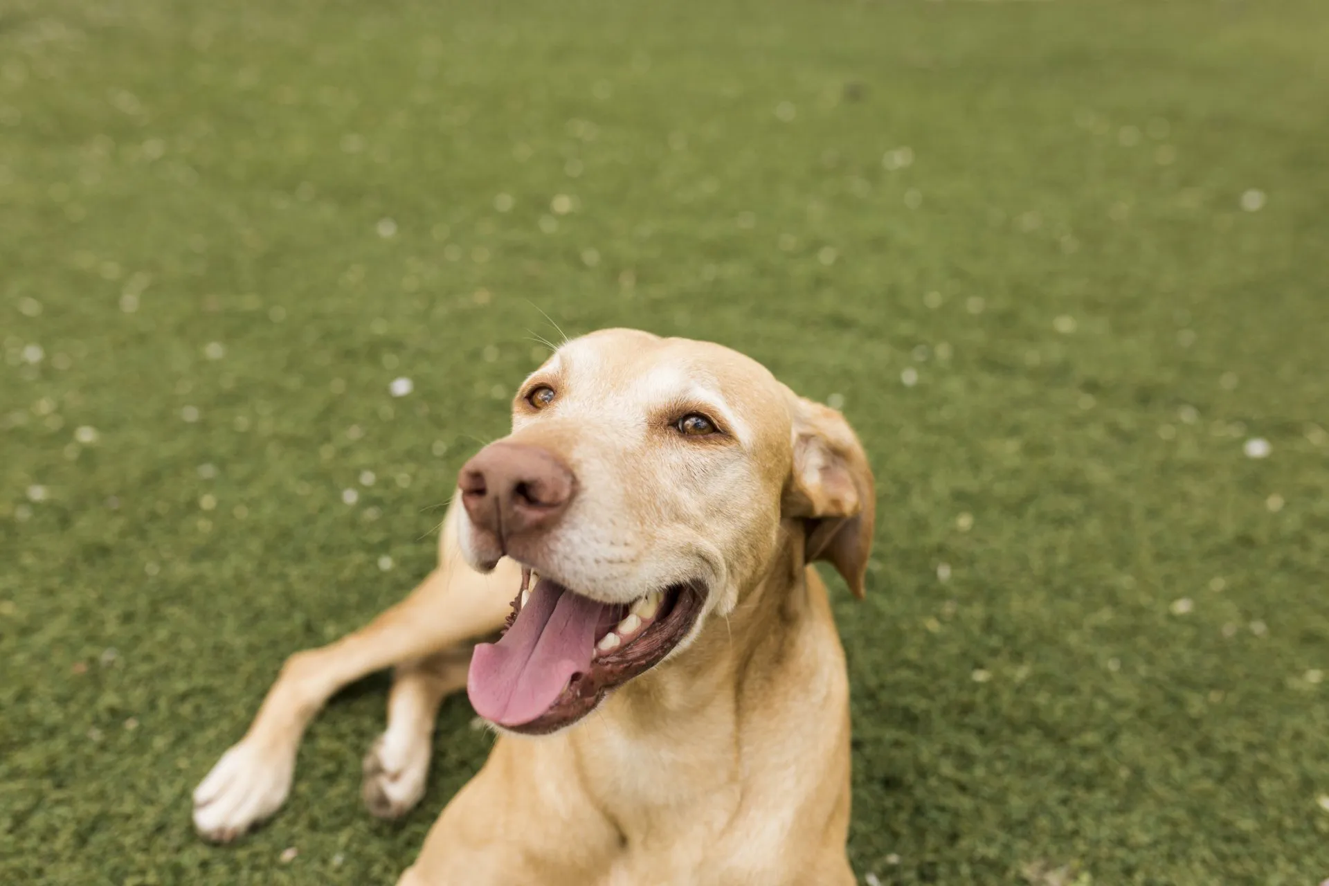 A dog laying on the grass with its tongue hanging out.