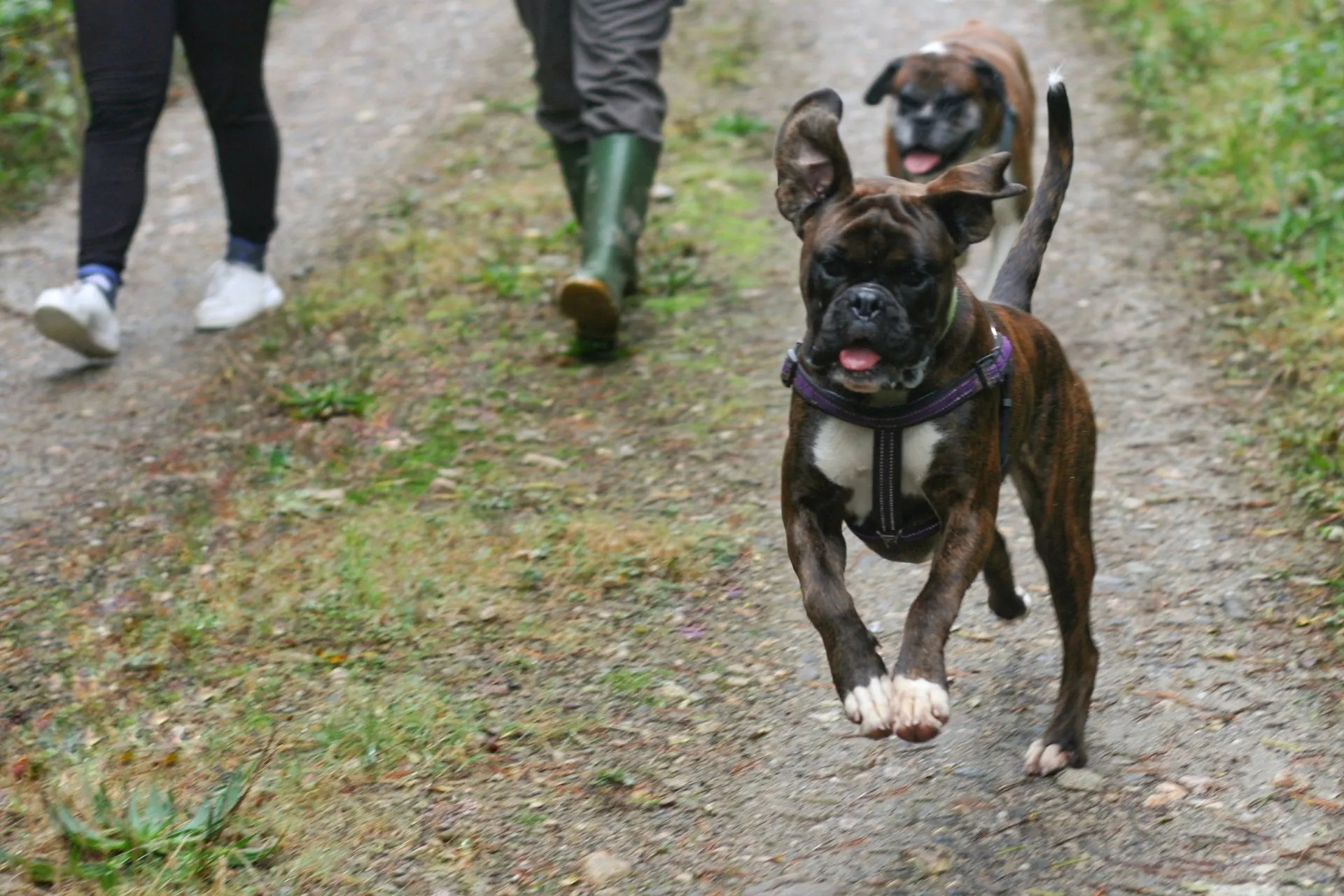 A dog running on the road with its owner.