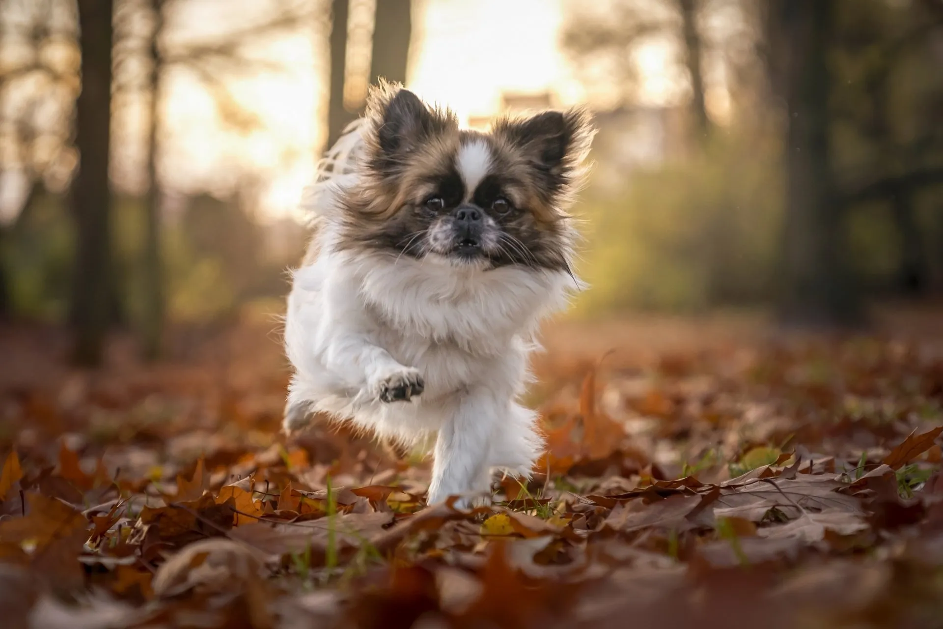 A small dog running through the leaves