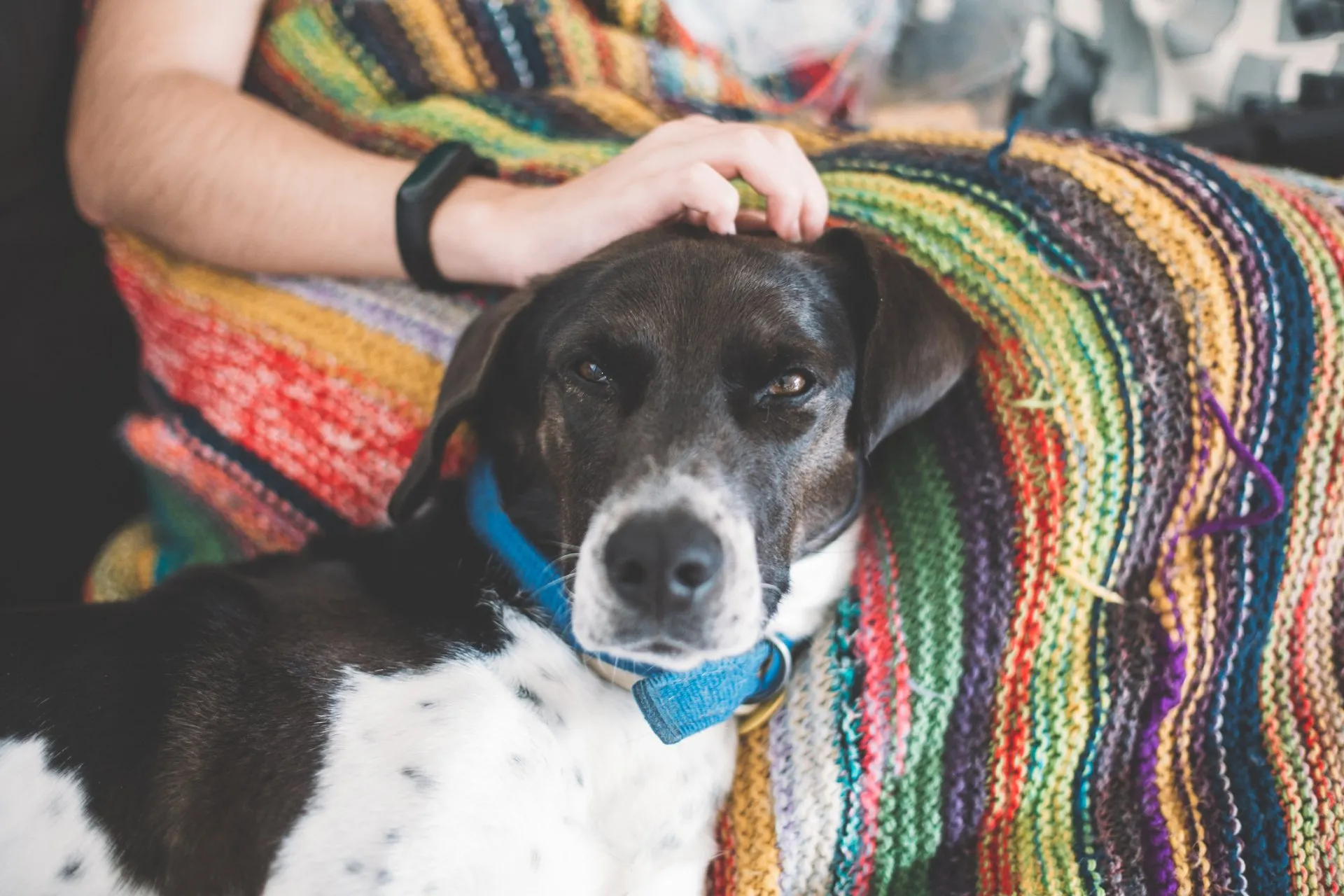 A dog laying on someone 's lap under the blanket.