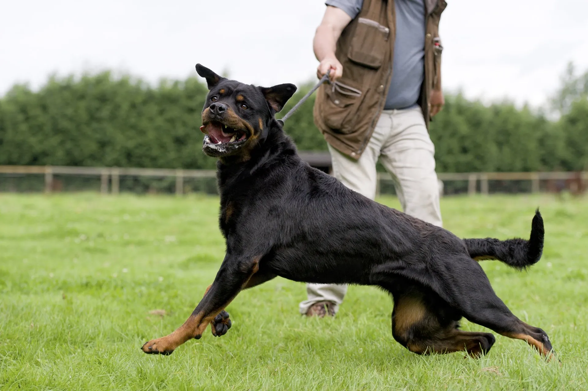 A man walking his dog on the grass.