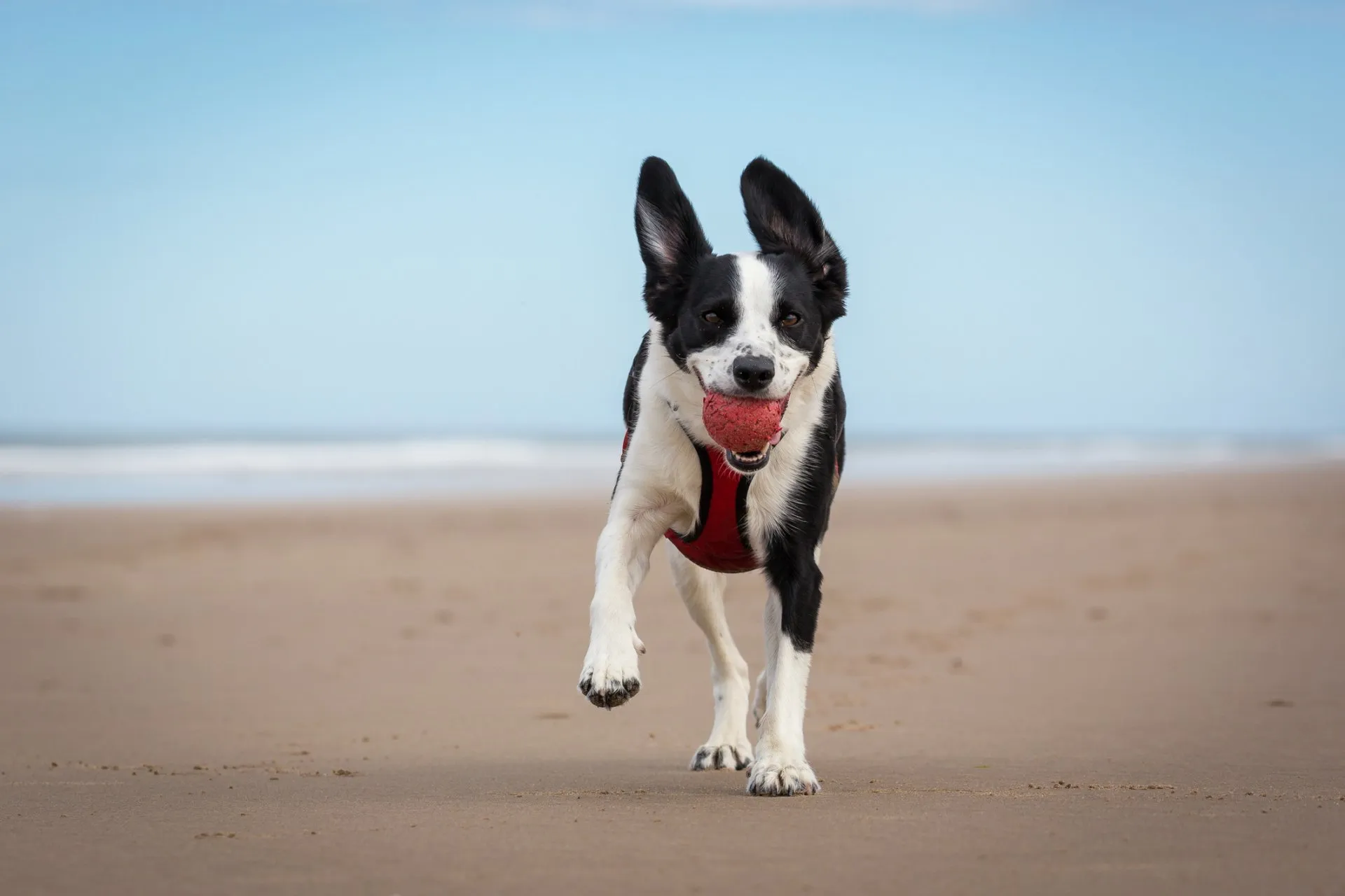 A dog running on the beach with its ball in his mouth.