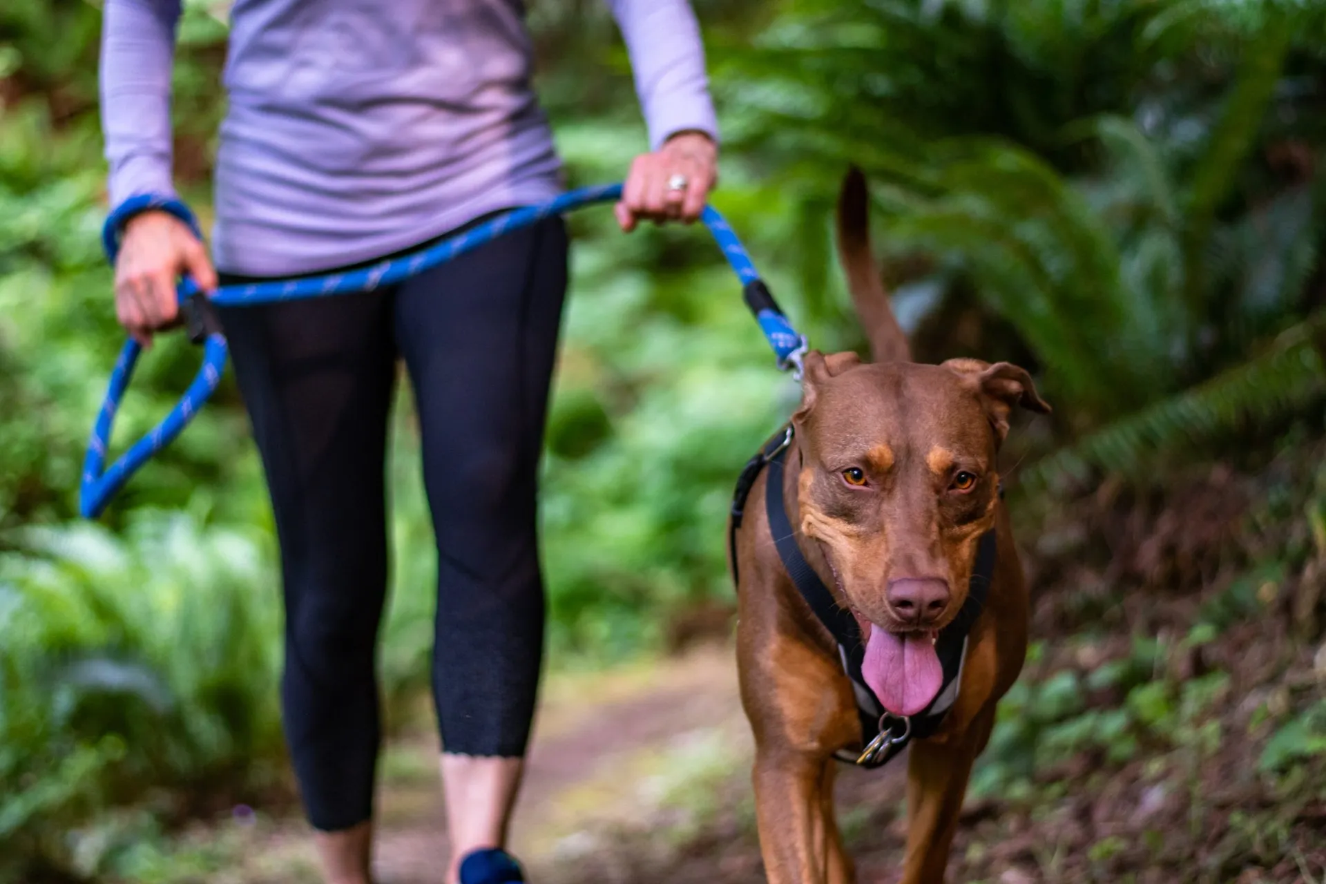 A woman walking her dog on a leash.